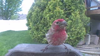 house finch