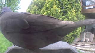 common grackle