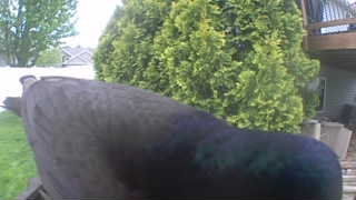 rock pigeon