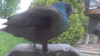 common grackle