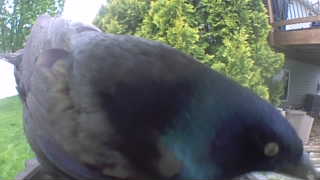 common grackle