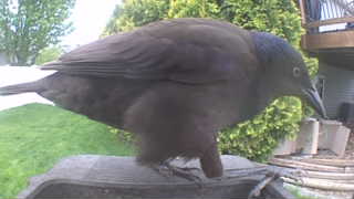 common grackle