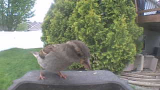 house sparrow