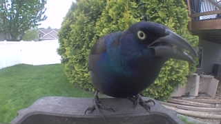 common grackle