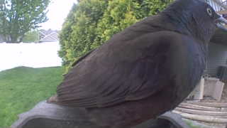 common grackle