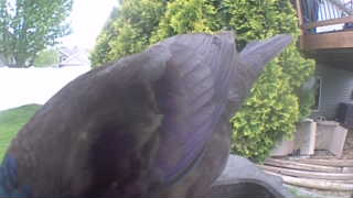 Unidentified clip