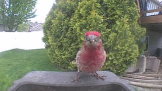 house finch