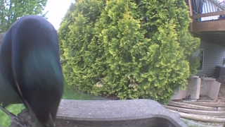 common grackle