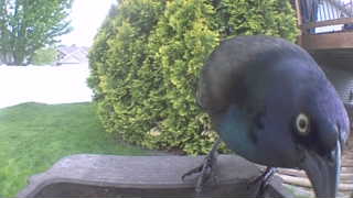 common grackle