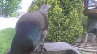 common grackle