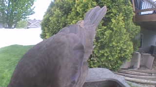 rock dove