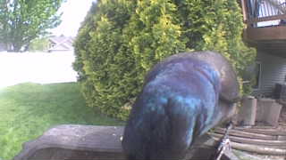 common grackle