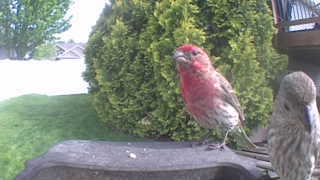 house finch