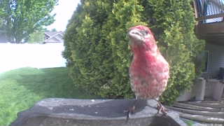 house finch