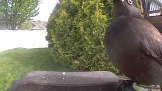 common grackle