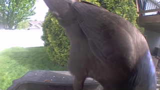 wild turkey