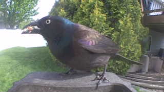 common grackle