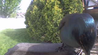 common grackle