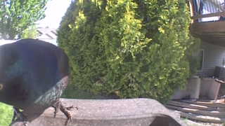common grackle