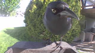 common grackle