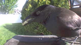 american crow