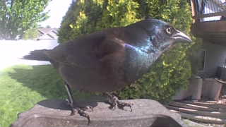 common grackle