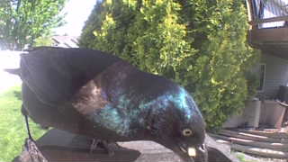 brewer's blackbird