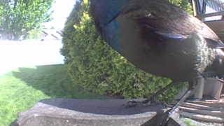 common grackle