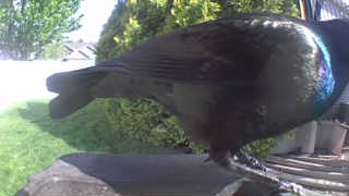 common grackle