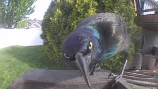 common grackle