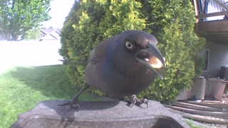 common grackle