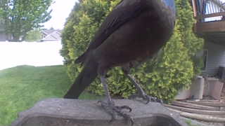 common grackle
