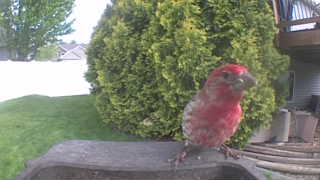 house finch