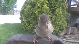 house sparrow