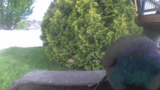 common grackle