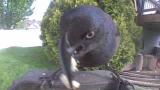 common grackle