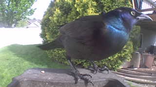 common grackle