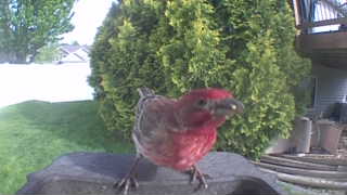 house finch