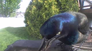 common grackle
