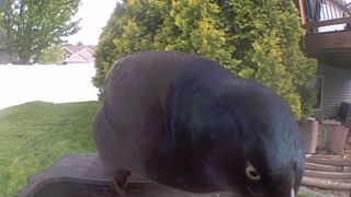 common grackle