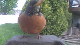 american robin
