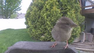 house sparrow