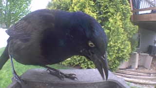 common grackle