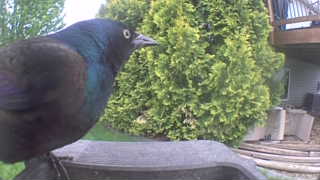 common grackle