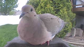 mourning dove
