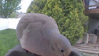mourning dove