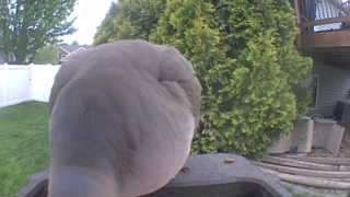 mourning dove