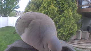 mourning dove