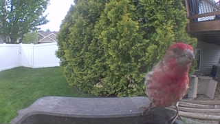 house finch