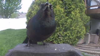 common grackle